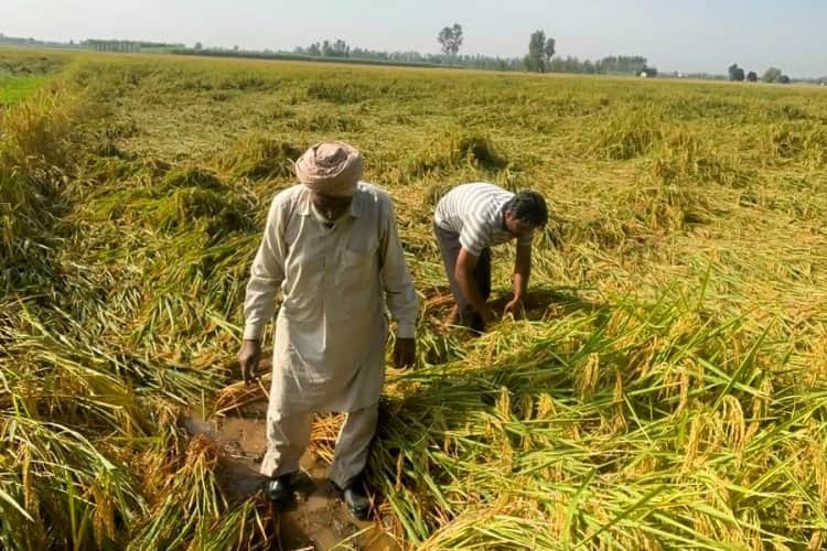 Kisan Harvesting paddy