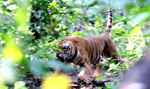 बाघको आक्रमणबाट महिलाको मृत्यु