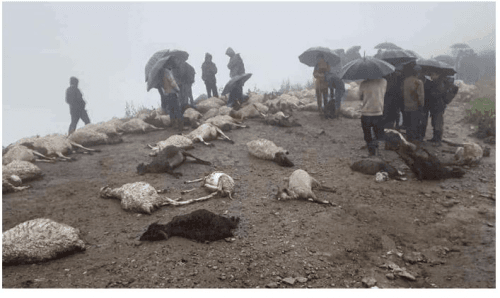 चट्याङले ८० वटा भेडा मरे