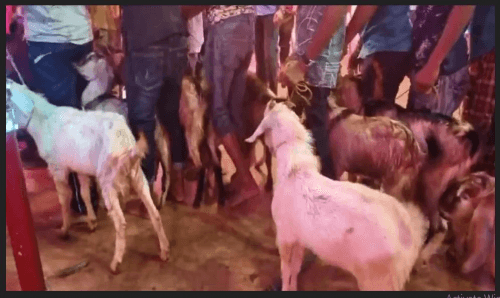 जनकपुरको राजदेवीमा आज साँझदेखि बोकाबली