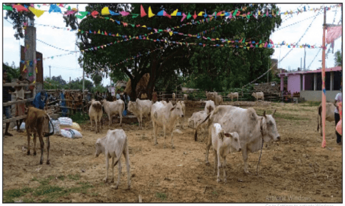 जनकपुरमा छाडाचौपाया नियन्त्रणमा लिने काम सुरु