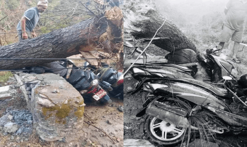 हावाहुरीले रुख ढालेपछि किचिएर एक जनाको मृत्यू
