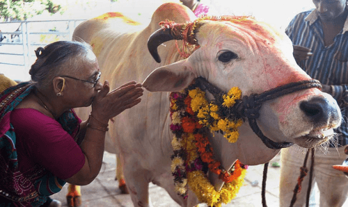 हिन्दु धर्मालम्बीहरुले आज गाई, गोरुको पूजाआजा गर्दै