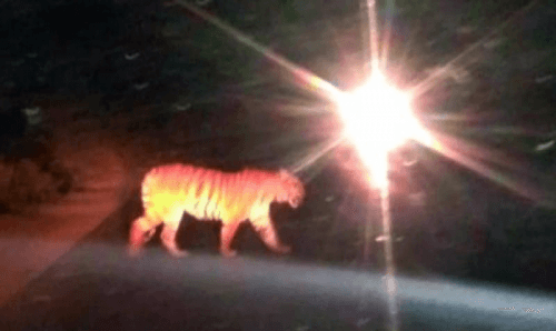 पूर्वी धनुषामा बाघको त्रास, वनको विशेषज्ञ टोली आउँदै