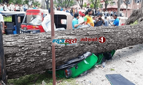 धरान हस्पिटलमा टेम्पोमाथि रुख ढल्दा जनकपुरका दुई घाईते !