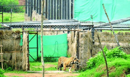 प्रदेश २ : बारामा गाउँ पसे जँगली बाघ, गाउँवासीमा त्रास !