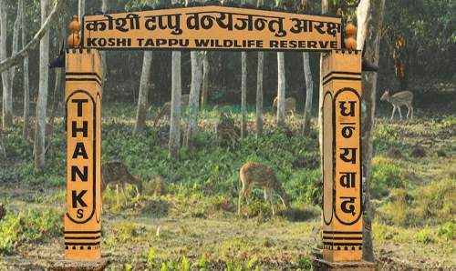 कोशी टप्पुको पर्यटक आगमनमा कमी