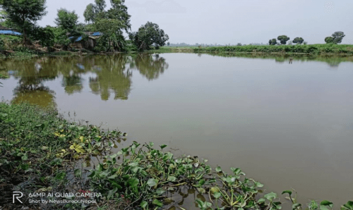 सार्वजनिक पोखरी हत्याउने प्रयास, विवादित बनाएर वडाध्यक्ष मोटाउँदै