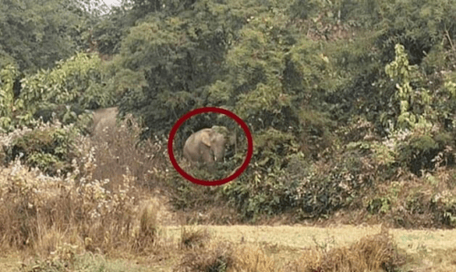 सिरहाः गाँउ नजिकैको वनमा हात्ती पसेपछि स्थानीय त्रसित, अलर्ट भएर बस्न प्रशासनको आग्रह