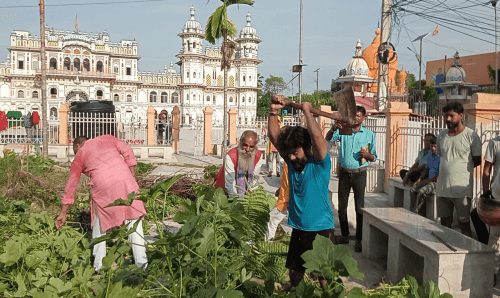जानकी मन्दिरको फूलबारीमा लगाइएको तरकारीबाली नष्ट, अब फूलबारी लगाईने