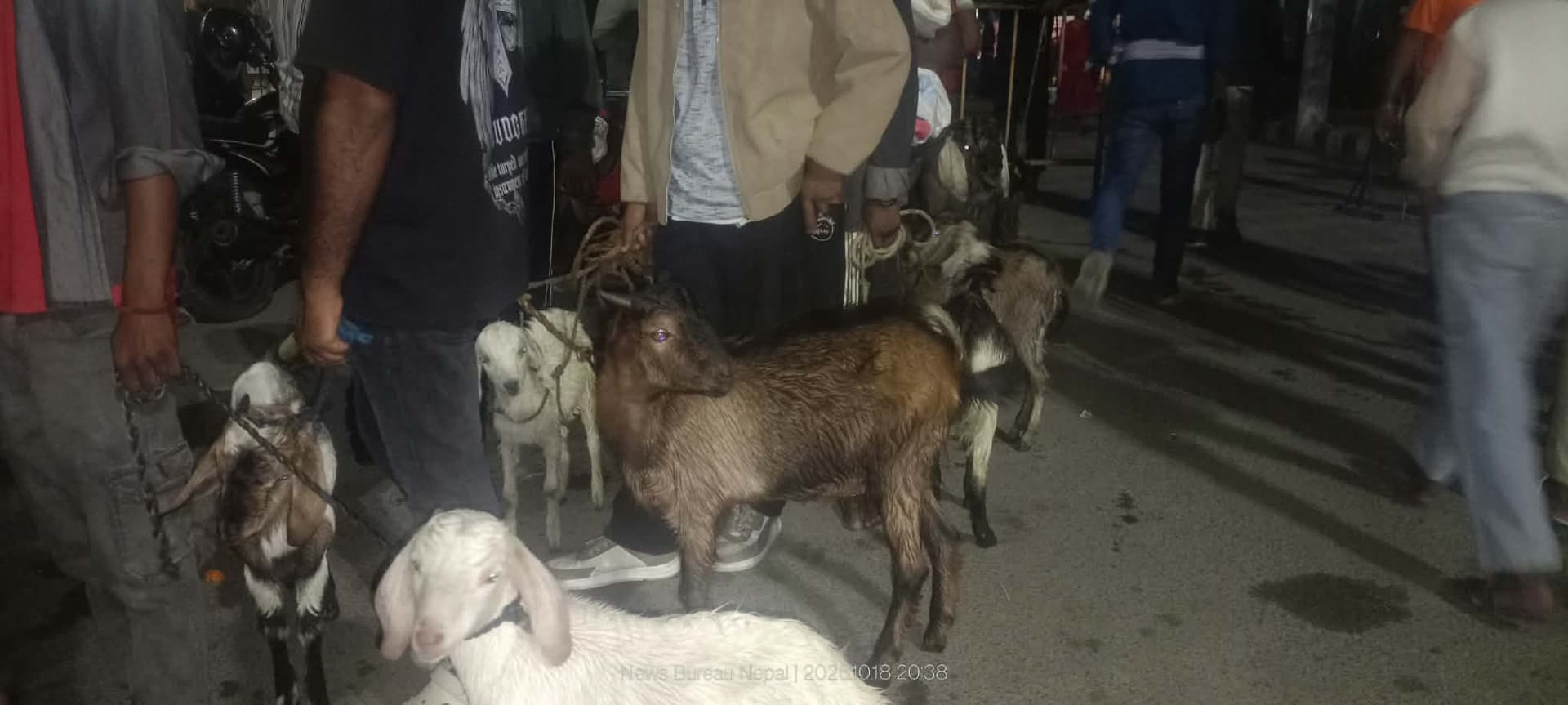 जनकपुरको राजदेवी मन्दिरमा ४ वटा ठेहा, एक मिनेटमा करिब ९० वटा बोकाबली हुँदै