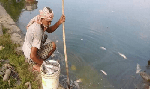 पोखरीमा एकाएक मर्न थाले माछा