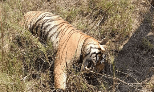 मधेश प्रदेशः वनमा पाटेबाघ मृत अवस्थामा फेला, आज पोष्टमार्टम गरिने