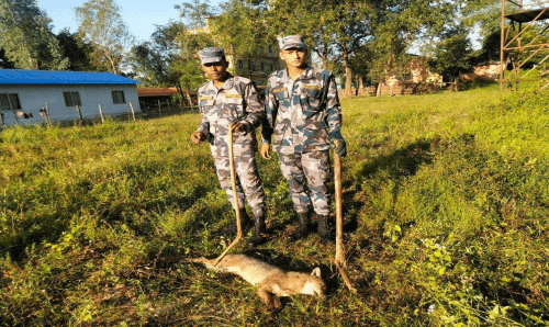 मधेश प्रदेशः सशस्त्र प्रहरीले मारे 'नरभक्षि स्याल'