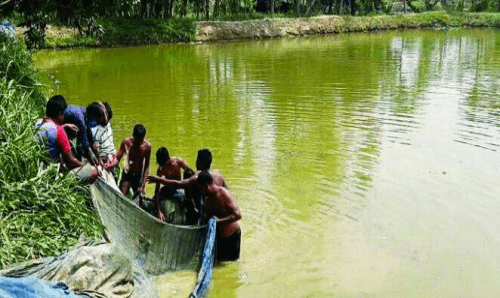 बाराको माछाले बजार छोपेपछि नेपालमा विदेशी माछा ल्याउनै परेन