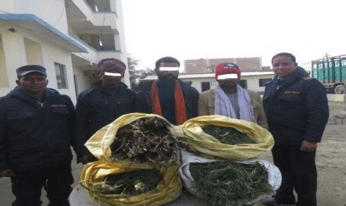 तीनवटै सुरक्षा निकायको पहलमा २५ के जी गाँजा सहित ३ पक्राउ