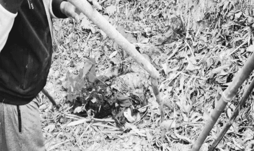 कुहिएका अवस्थामा महिलाको शव फेला