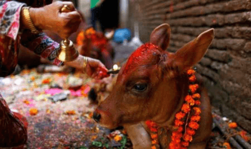 गाई गोरुलाई रोगबाट बचाउन मधेशमा आज गोबद्र्धन पूजा